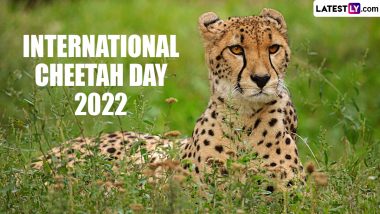 International Cheetah Day 2022 Date: Know the History and Significance of the Day Aiming To Help Save the Fastest Land Animal From Extinction